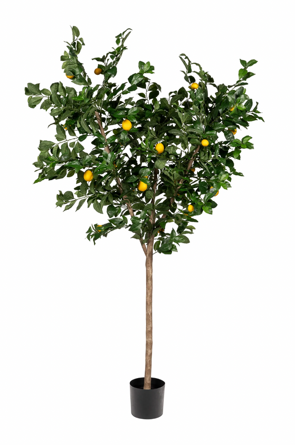 7’ Lemon Tree - UV Protected