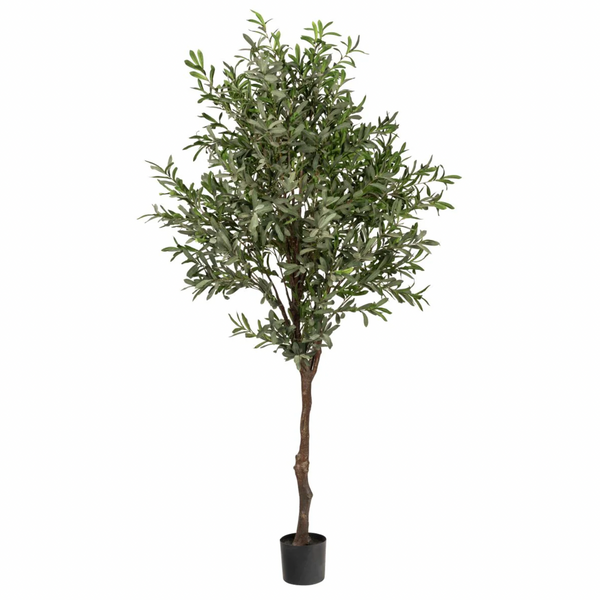 7’ Fruitless Olive Tree