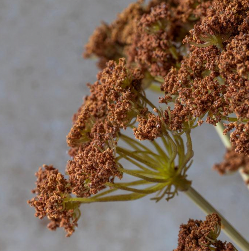 Faux Yarrow Bunch - Henna