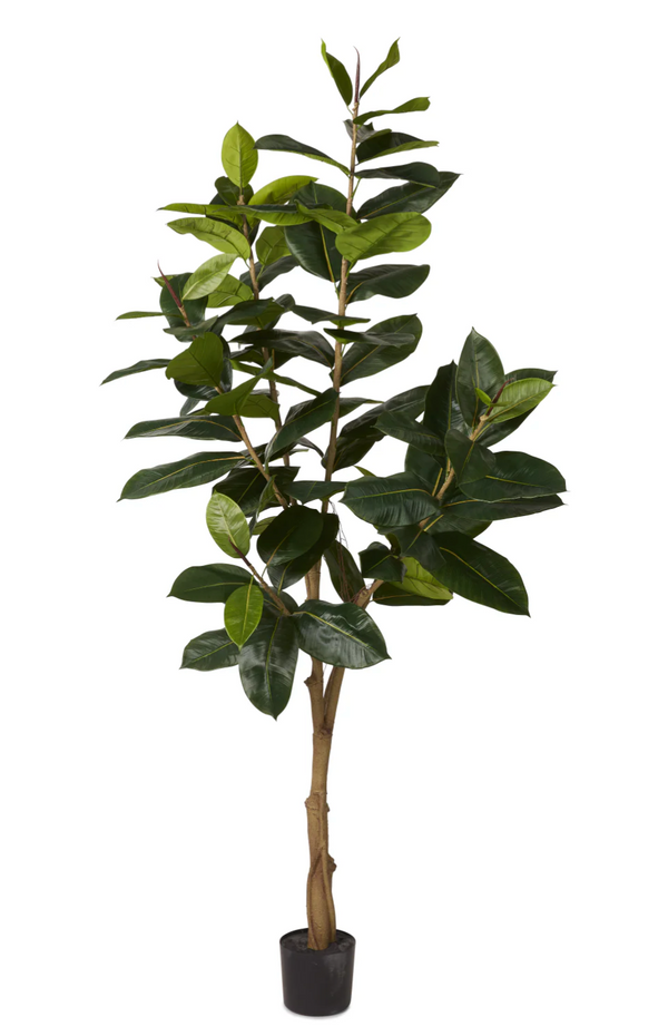 7' Rubber Tree